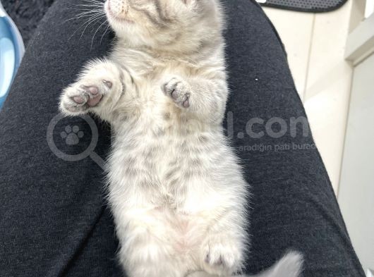 Blue Golden Tabby Özel Eşleşme 1 Fold 1 Straight görsel