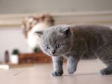 İstanbul İçi / British Shorthair Yavru