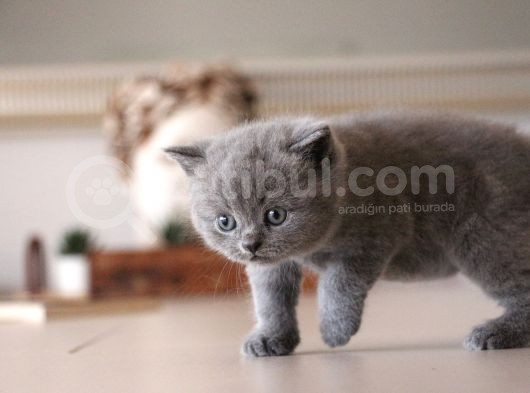 İstanbul İçi / British Shorthair Yavru görsel