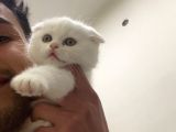 Son Yavrularım A Kalite Cinsinin En İyisi