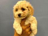 2.5 Aylık Erkek Malti̇poo Yavrumuz