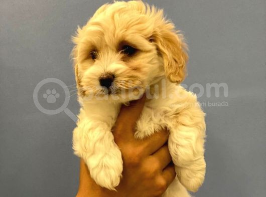 2.5 Aylık Erkek Malti̇poo Yavrumuz görsel