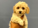 2.5 Aylık Erkek Malti̇poo Yavrumuz