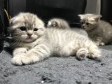 Blue Golden Tabby Özel Eşleşme 1 Fold 1 Straight