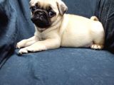 Şirin Pug Yavruları