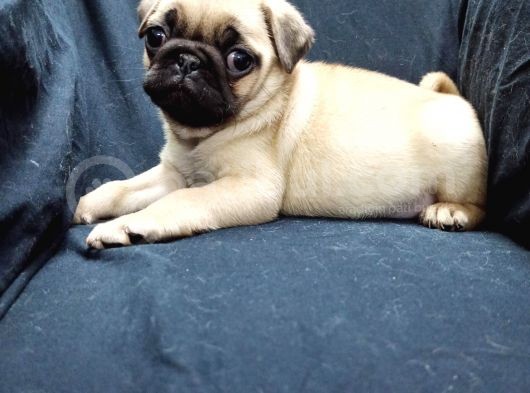 Şirin Pug Yavruları