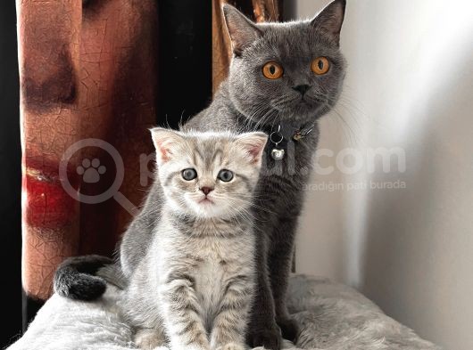 Blue Golden Tabby Özel Eşleşme 1 Fold 1 Straight görsel