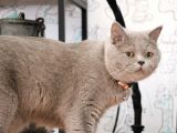 İstanbul İçi / British Shorthair Yavru