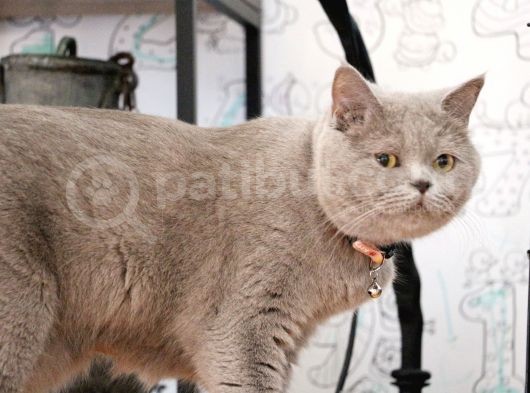 İstanbul İçi / British Shorthair Yavru görsel