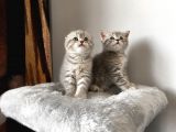 Blue Golden Tabby Özel Eşleşme 1 Fold 1 Straight