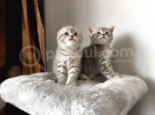 Blue Golden Tabby Özel Eşleşme 1 Fold 1 Straight görsel