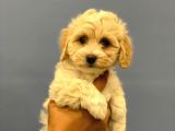 2.5 Aylık Erkek Malti̇poo Yavrumuz
