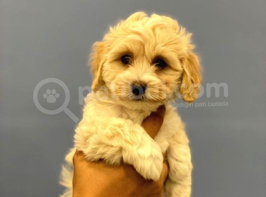 2.5 Aylık Erkek Malti̇poo Yavrumuz görsel