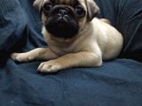 Şirin Pug Yavruları