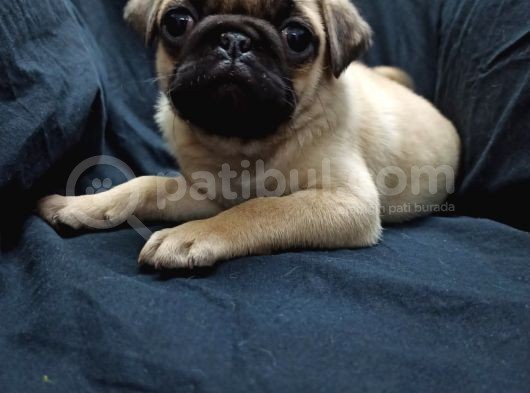 Şirin Pug Yavruları görsel