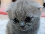 Teslim Edilmeye Hazır Dişi Yavru