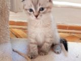 Safkan Scottish Fold Yavrular