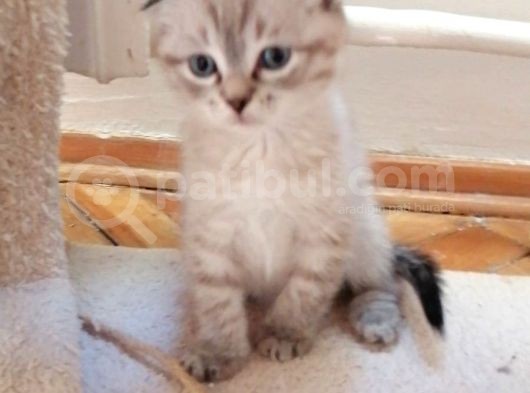 Safkan Scottish Fold Yavrular görsel