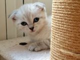 Safkan Scottish Fold Yavrular
