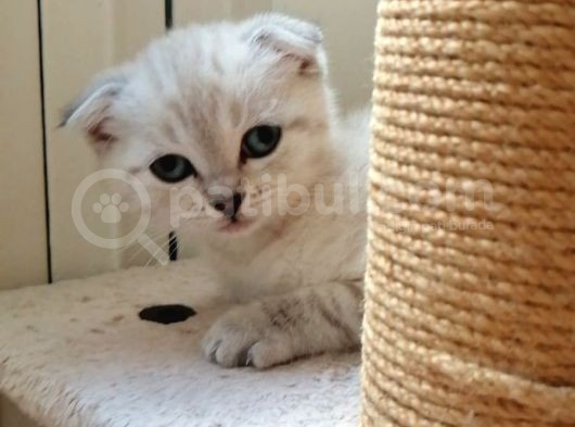 Safkan Scottish Fold Yavrular görsel
