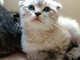 Safkan Scottish Fold Yavrular