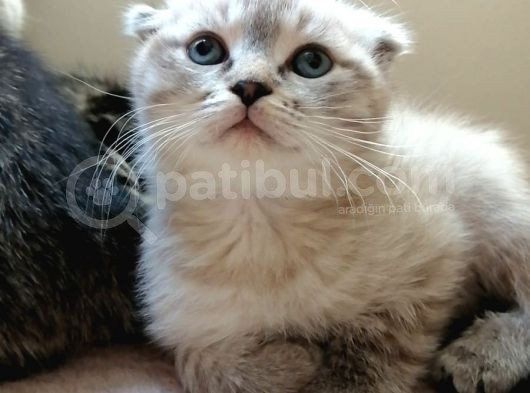 Safkan Scottish Fold Yavrular