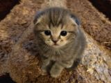 Scottish Fold
