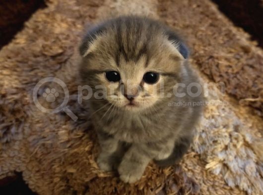 Scottish Fold görsel