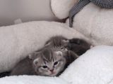 Scottish Fold
