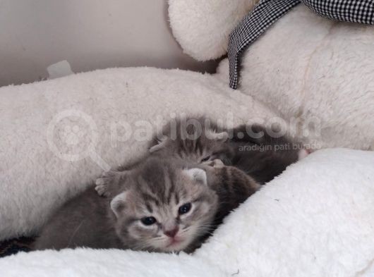 Scottish Fold görsel