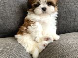 Irkının En İyisi Safkan Shih Tzu Yavrularımız