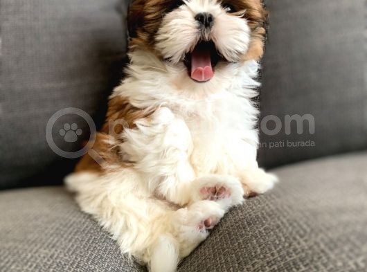 Irkının En İyisi Safkan Shih Tzu Yavrularımız görsel