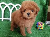 Orijinal Toy Poodle Yavrularımız Irk Garantili