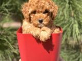 Safkan A Kalite Toy Poodle Yavrularımız
