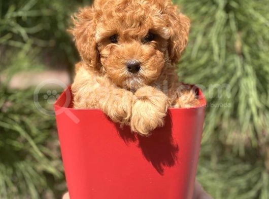 Safkan A Kalite Toy Poodle Yavrularımız görsel