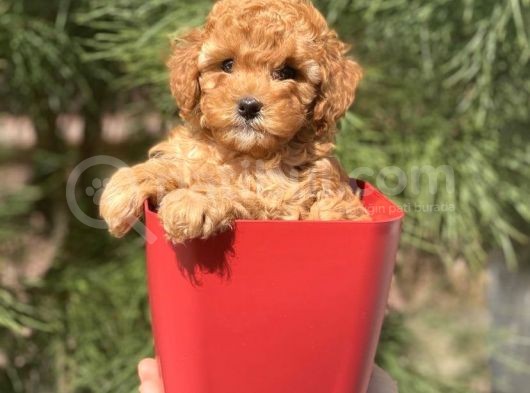 Safkan A Kalite Toy Poodle Yavrularımız görsel