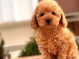 Toy Poodle Yavrular (Red, Red Brown, Apricot, Silver, Siyah)