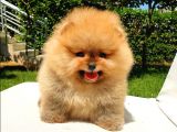 Pomeranian Boo Teddy Bear Yavrular