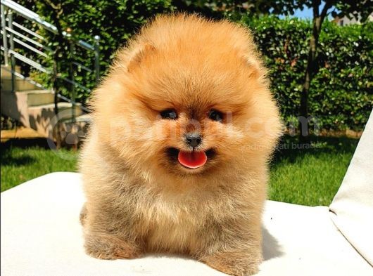 Pomeranian Boo Teddy Bear Yavrular görsel