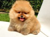 Pomeranian Boo Teddy Bear Yavrular