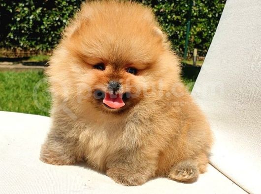 Pomeranian Boo Teddy Bear Yavrular görsel