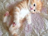 Golden Black Ve Red Marble Tabby British Shorthair Yavrular