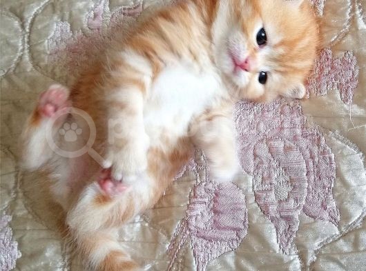 Golden Black Ve Red Marble Tabby British Shorthair Yavrular görsel
