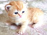 Golden Black Ve Red Marble Tabby British Shorthair Yavrular