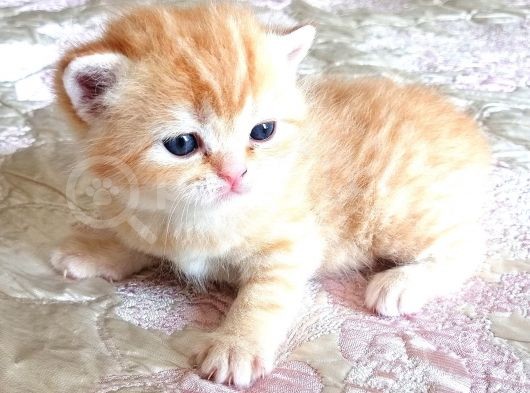 Golden Black Ve Red Marble Tabby British Shorthair Yavrular görsel
