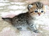 Golden Black Ve Red Marble Tabby British Shorthair Yavrular