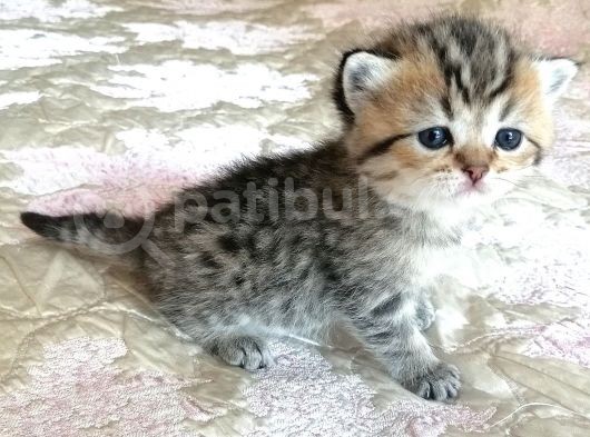Golden Black Ve Red Marble Tabby British Shorthair Yavrular görsel