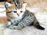 Golden Black Ve Red Marble Tabby British Shorthair Yavrular