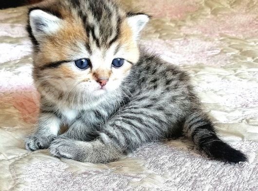 Golden Black Ve Red Marble Tabby British Shorthair Yavrular