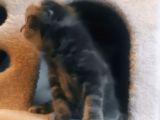 Scottish Fold